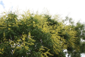 Blasenbaum in Blüte
