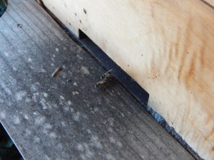Desinfizierender Fußabstreifer - Schwarzes Propolis der Kapbiene